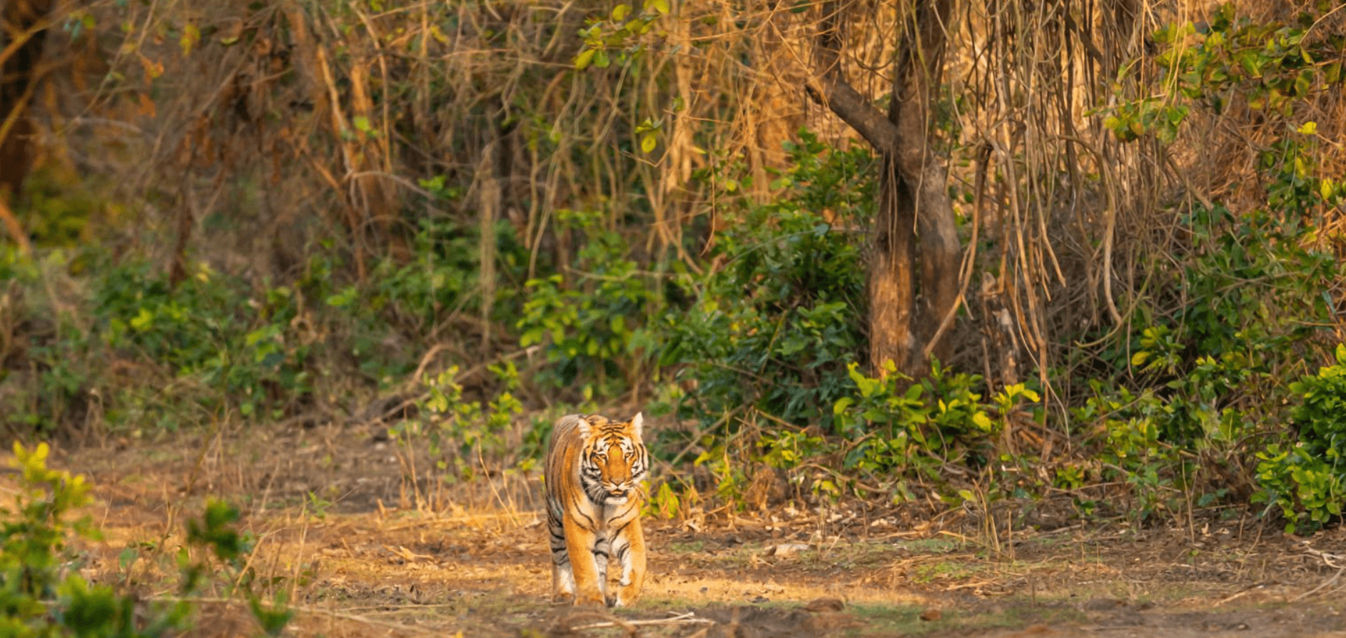 jim corbett