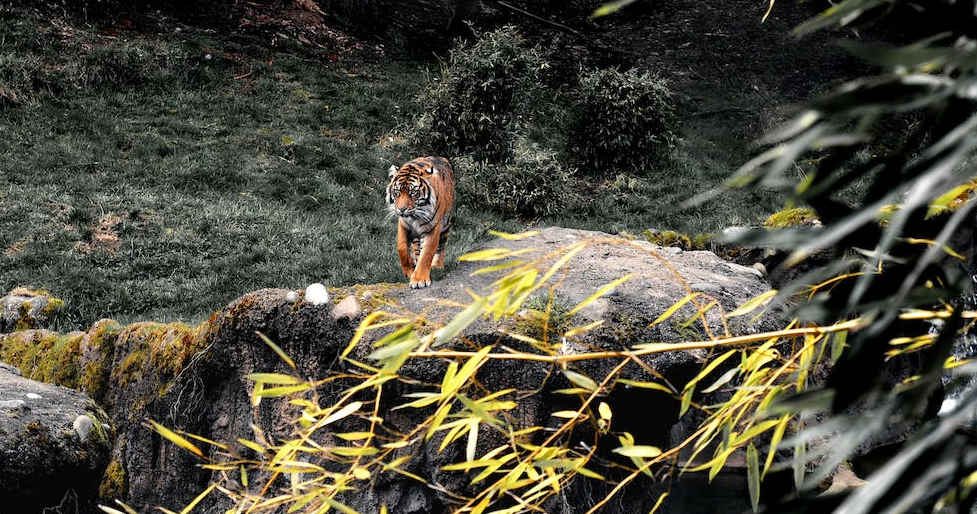 jim corbett